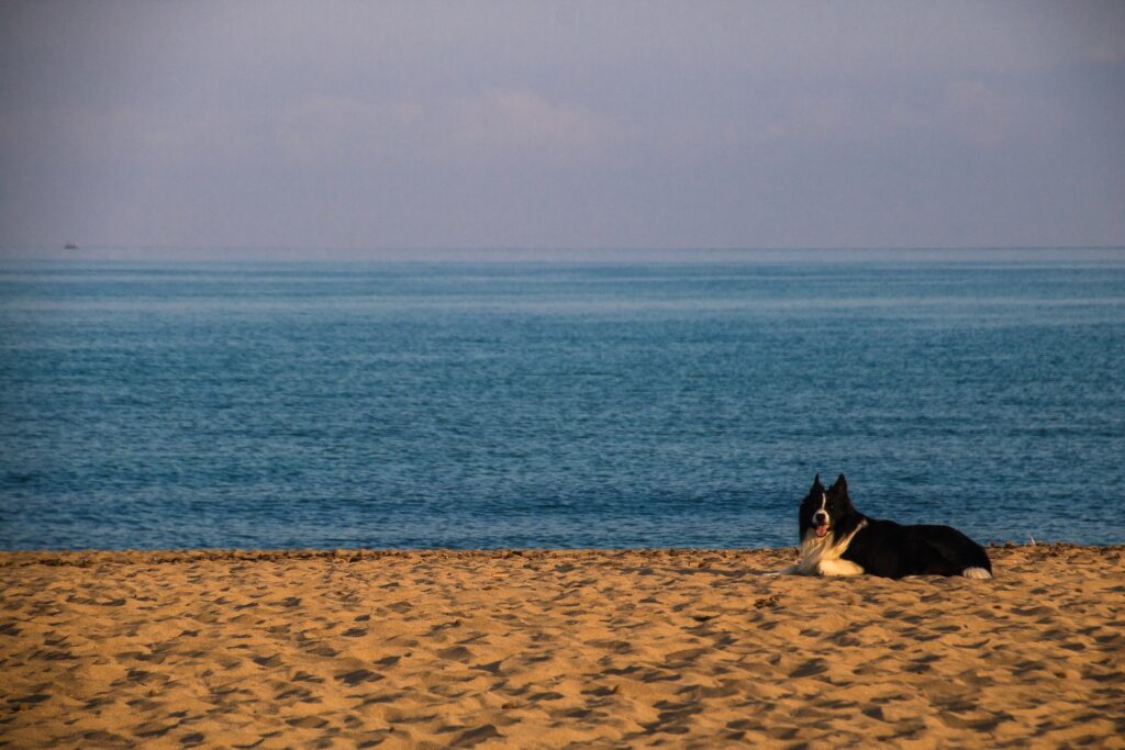 Cane disteso sulla spiaggia di sabbia davanti al mare del Nurapolis