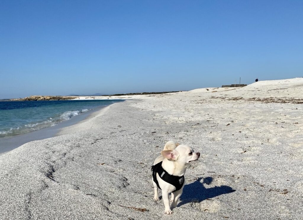 chihuahua bianco in spiaggia a is arutas sardegna